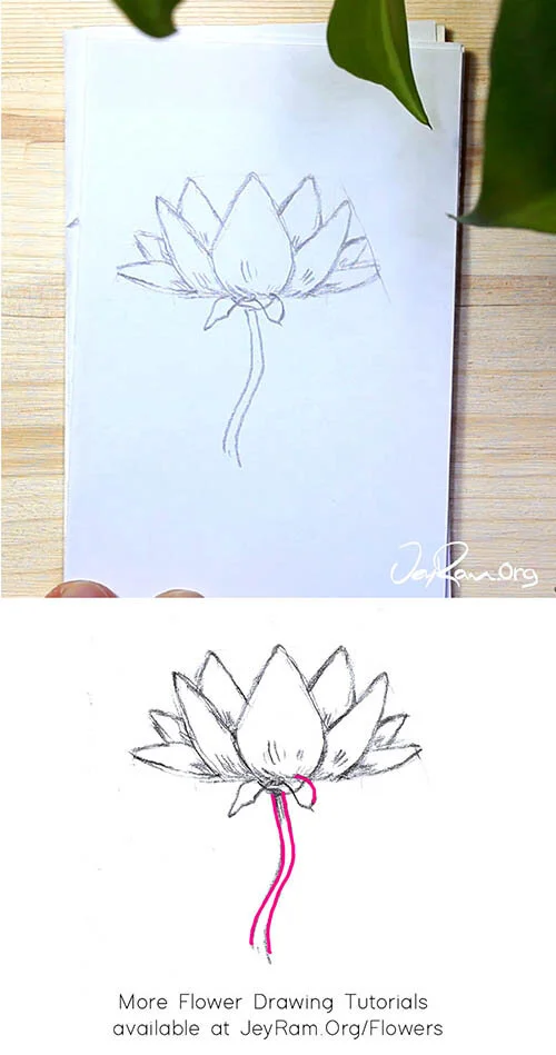 How to Draw a Lotus Step by Step JeyRam Drawing Tutorials